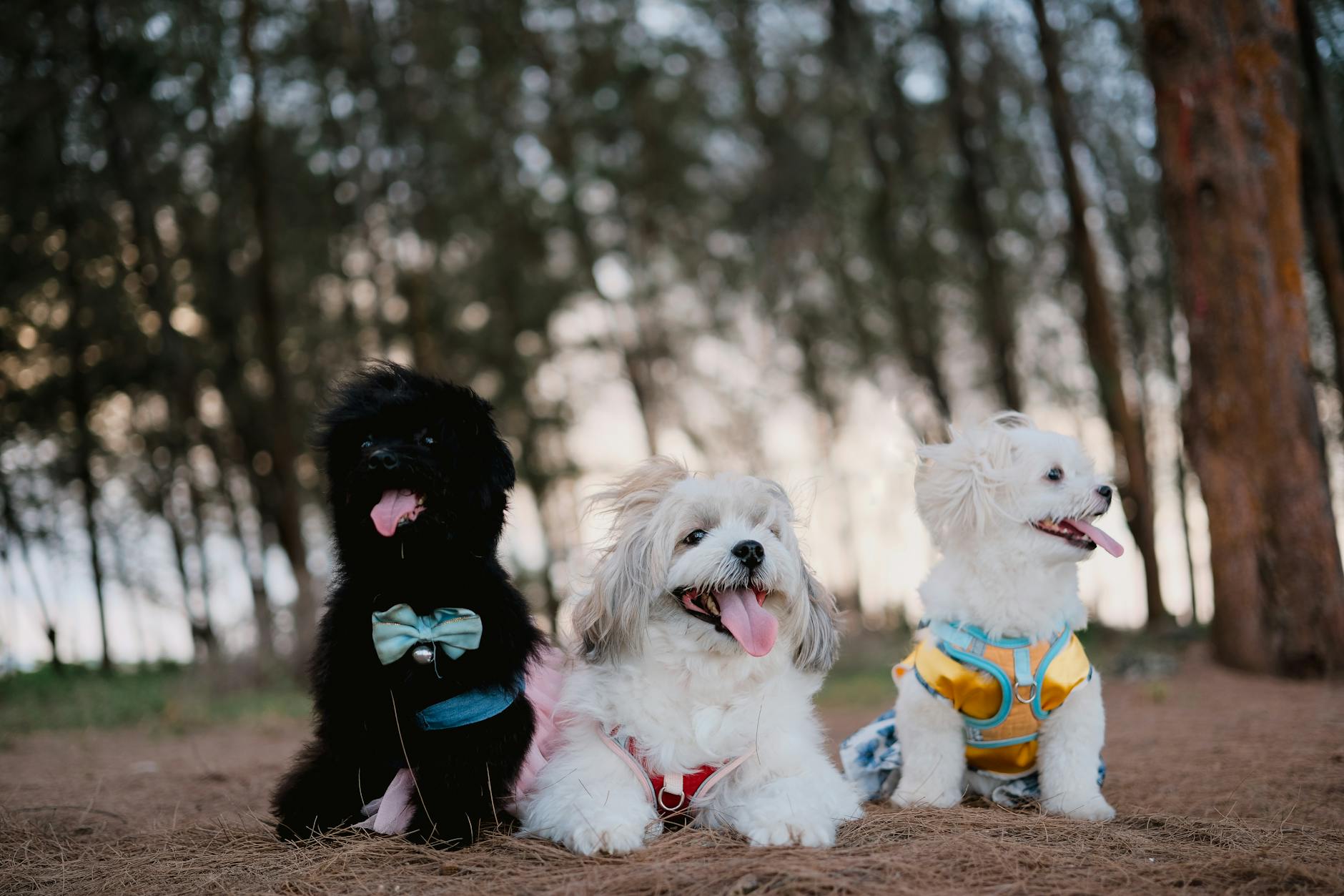 Three small dogs in colorful harnesses sitting in a park with trees in background.