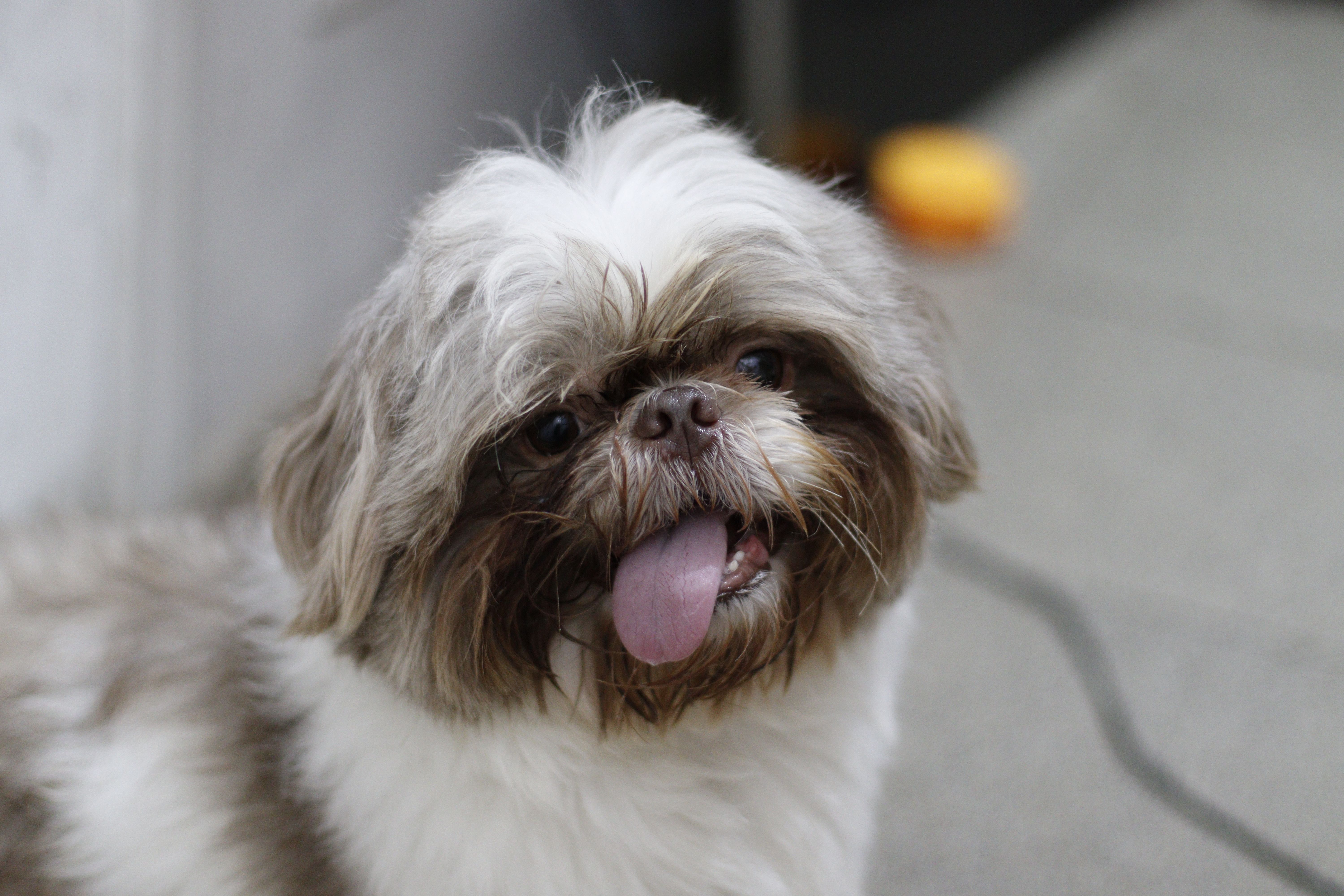 Profissional de pet shop dando banho em um cachorro sorridente em uma banheira.